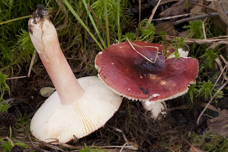 Russula subrubens